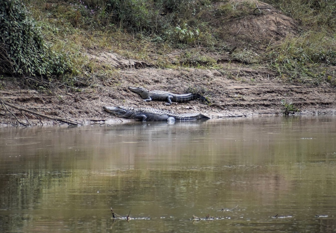 two alligators lying on the bank of Millwood Lake
